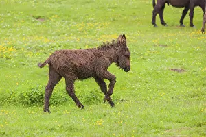 A mixed breed donkey foal runs across a green meadow