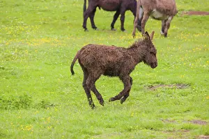 A mixed breed donkey foal runs across a green meadow