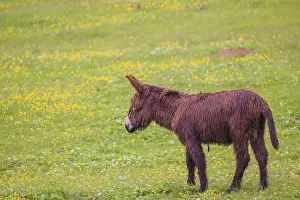 A mixed breed donkey foal runs across a green meadow
