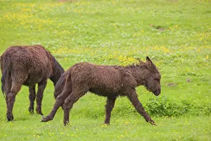 A mixed breed donkey foal runs across a green meadow