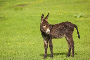 A mixed breed donkey foal stands in a meadow and stretches itself