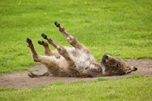 A mixed breed donkey foal takes a dust bath