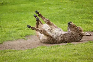 A mixed breed donkey foal takes a dust bath