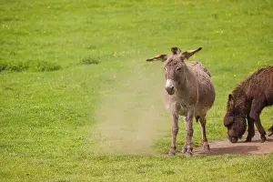 A mixed breed donkey takes a dust bath