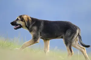 Mixed breed puppy running on a green meadow
