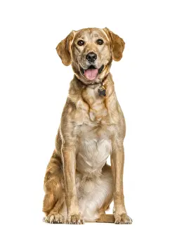Mixed breeded dog sitting and panting