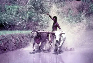 Mixed (bullock and buffalo) cattle race conducted in Chithali near Palakkad