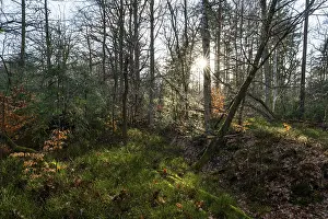 Mixed deciduous forest backlit with sun star