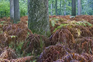 Mixed deciduous forest with bracken in autumn