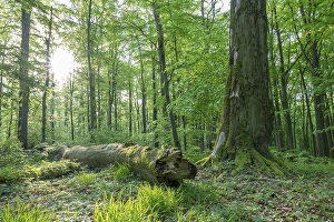 Mixed deciduous forest, deadwood