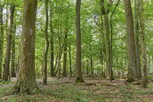 Mixed deciduous forest with English oak (Quercus robur) and copper beech (Fagus silvatica)