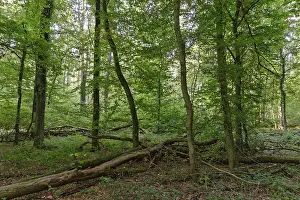Mixed deciduous forest with English oak (Quercus robur) and hornbeam (Carpinus betulus)