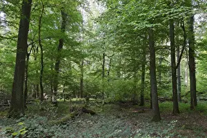 Mixed deciduous forest with English oak (Quercus robur) and hornbeam (Carpinus betulus)