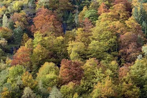 Mixed deciduous forest on the mountain slope with autumn colouring