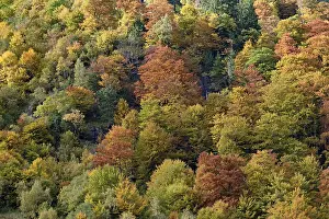 Mixed deciduous forest on the mountain slope with autumn colouring