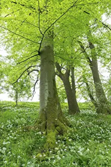 Mixed deciduous forest, ramson (Allium ursinum) flowering