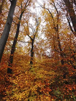 Mixed deciduous forest, romantic autumn forest in yellow-red colour