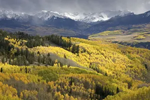 Mixed forest with Aspen and Colorado Blue Spruce in autumn