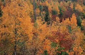 Mixed forest in autumn, Aelvsborgslaen (Europe) (fall) (Landscapes) (landscape) (horizontal)