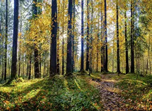 Mixed forest in autumn, Bischofswiesen