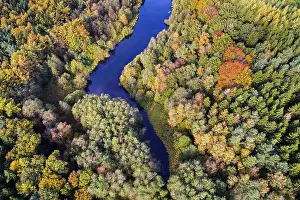 Mixed forest in autumn, colouring
