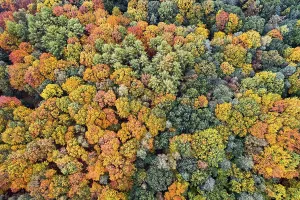 Mixed forest in autumn, colouring