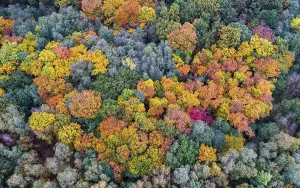 Mixed forest in autumn, colouring