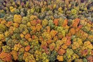 Mixed forest in autumn, colouring