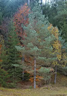 Mixed forest, autumn colours, autumn