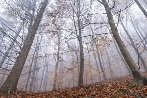 A mixed forest in autumn in the fog
