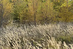Mixed forest, autumn forest, spruce (Picea abies)