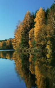 Mixed forest in autumn mirrored in pond