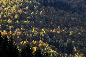 Mixed forest in autumn on a mountainside