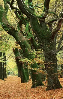 Mixed forest in autumn, North Rhine-Wesphalia