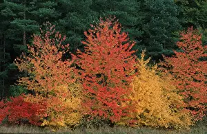 Mixed Forest in autumn, Schleswig-Holstein