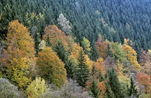 Mixed forest in autumn, Siebertal, Harz Mountains