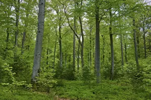 Mixed forest, beech, fir, spruce