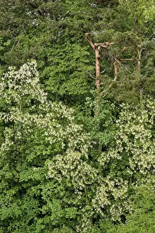 Mixed forest, common robinia flowering
