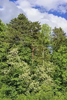 Mixed forest, common robinia flowering
