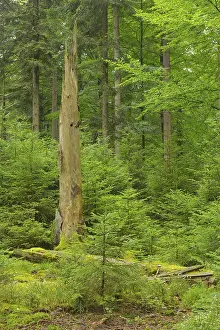 Mixed forest, deadwood, natural regeneration