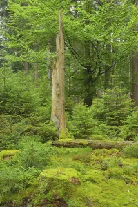 Mixed forest, deadwood, natural regeneration