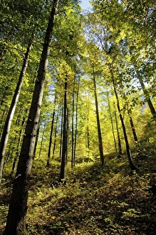 Mixed forest in fall autmn near Convent Ettal Bavaria Germany