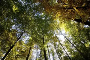Mixed forest in fall autmn near Convent Ettal Bavaria Germany