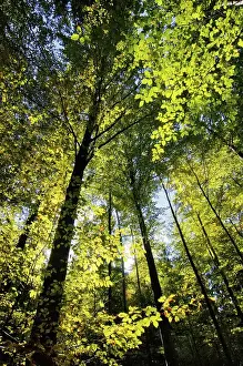Mixed forest in fall autmn near Convent Ettal Bavaria Germany
