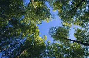 Mixed forest Germany