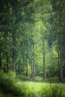 Mixed forest, green, shining in morning sunlight