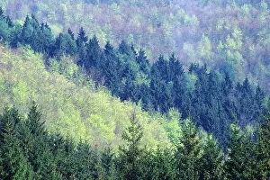 Mixed forest, Harz National Park