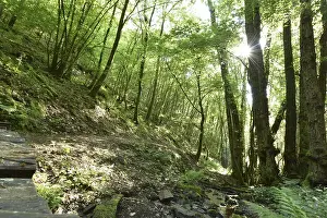 Mixed forest with hiking trail of the Nohener-Nahe loop
