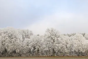 Mixed forest with hoarfrost, beech trees (Fagus)