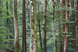 Mixed forest, Icking, Upper Bavaria